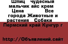 Шпиц - чудесный мальчик айс-крем › Цена ­ 20 000 - Все города Животные и растения » Собаки   . Пермский край,Кунгур г.